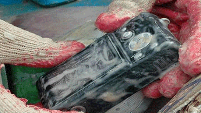 Mổ bụng cá đuối, phát hiện hàng loạt đồ vật của con người - 3