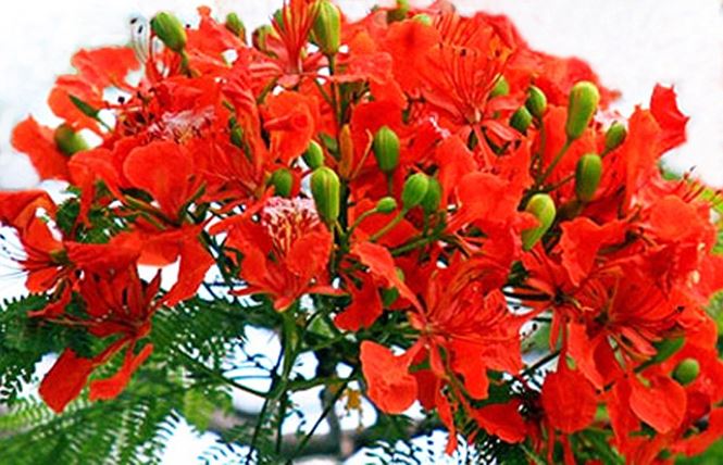 Nơi duy nhất ở Việt Nam chào hè với 5 sắc hoa phượng - 2