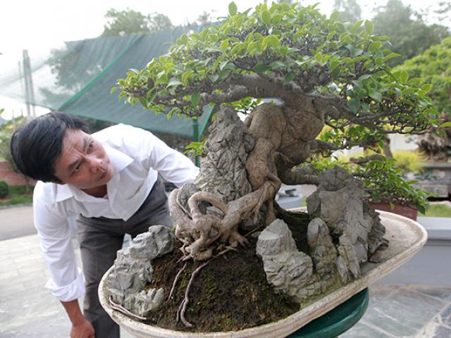 Thị trường - Tiêu dùng - Mê mẩn ngắm “cụ” si tai chuột đẹp nhất Việt Nam, giá 300 triệu