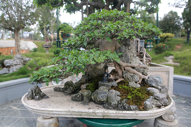 “Cụ” si tai chuột thuộc dòng bonsai nhỏ &#40;mini&#41;, cây chỉ cao khoảng 40cm, tán rộng khoảng 50cm nhưng&nbsp;có giá trị rất cao.