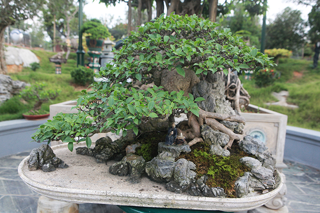 Anh Dũng cho biết mới mua cây này tại triển lãm cây cảnh tỉnh Phú Thọ năm 2019 từ một nhà vườn ở Hải Phòng.