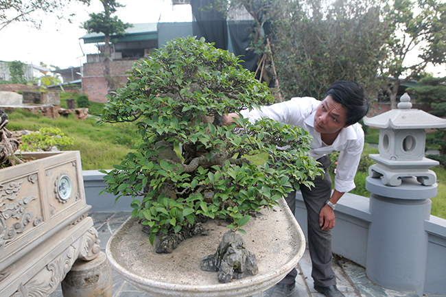 Theo giới chơi cây cảnh nghệ thuật, đây là cây si bonsai nhỏ đẹp nhất Việt Nam