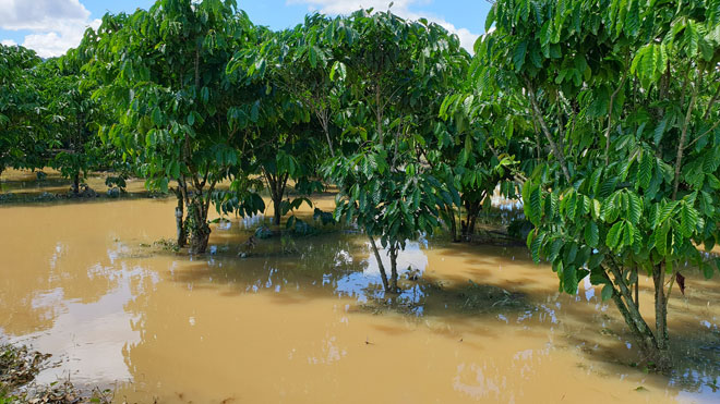 Lâm Đồng: Lũ lớn nhấn chìm nhà dân trong biển nước - 3