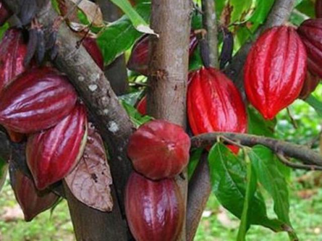 Thị trường - Tiêu dùng - Những loại quả ngược đời, chỉ thích mọc trên thân cây mà cho tiền đầy túi