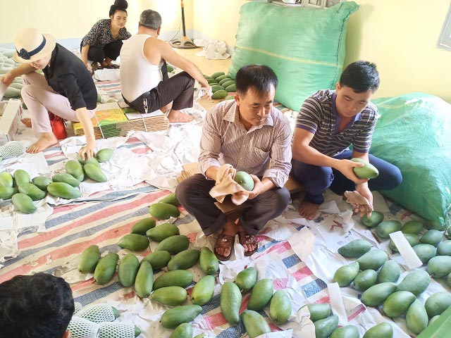 Ngày 20/6, 3 tấn xoài tượng da xanh Sơn La chính thức sang Anh - 2