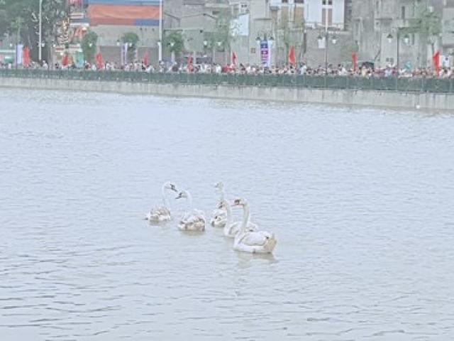 Tin tức trong ngày - Thả thêm 15 đôi thiên nga để tạo điểm nhấn cho dòng sông Tam Bạc
