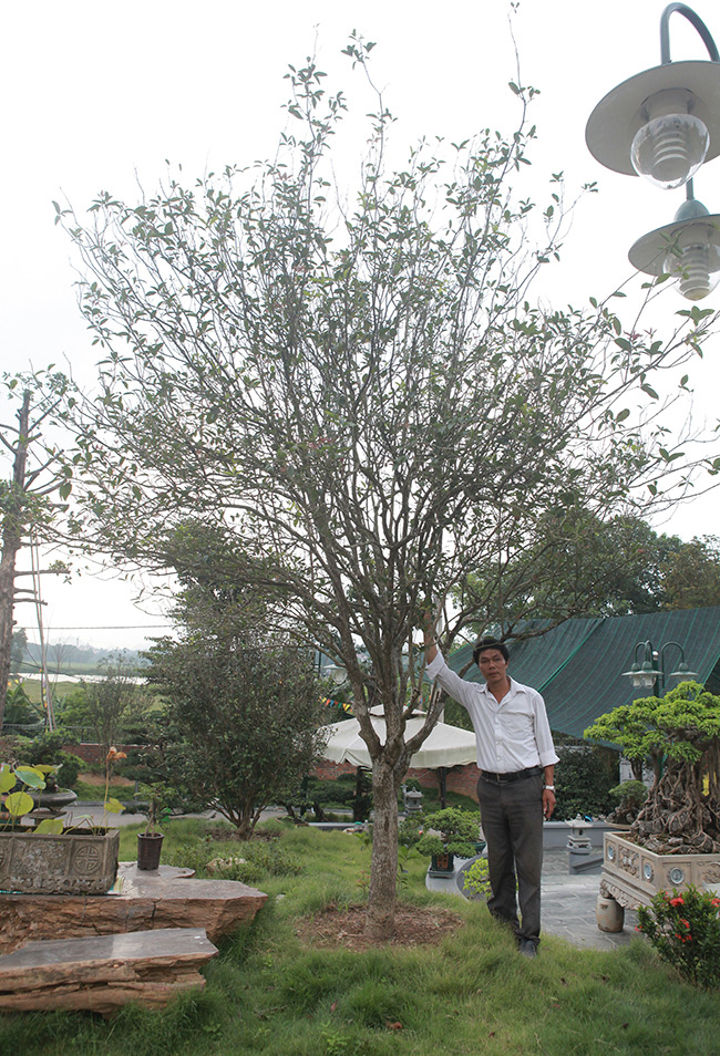 Những năm gần đây, mộc hương cổ thụ thường được các đại gia “săn lùng” và mong muốn sở hữu chúng. Đây là loại cây quý hiếm, vừa làm thuốc vừa làm cây cảnh.