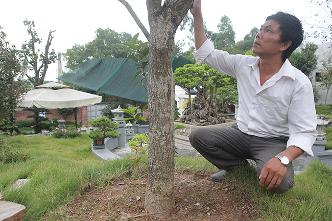 Theo anh Dũng, ngoài hai cây&nbsp;mộc hương hơn 3 tỷ đồng, trong vườn còn có đôi mộc hương khác&nbsp;cũng có giá trị hơn 1 tỷ đồng.