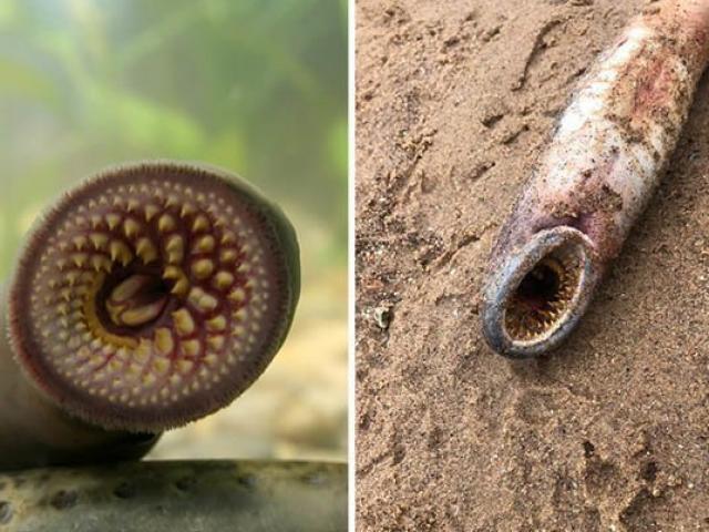 Thế giới - Sinh vật hút máu tồn tại trước cả khủng long tái xuất trên bờ biển Anh