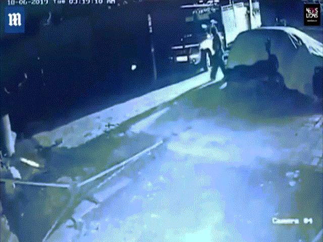 Thế giới - Ấn Độ: Nông dân cầm gậy ra đối đầu sư tử đang tấn công bò và diễn biến khó tin