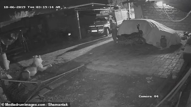 Ấn Độ: Nông dân cầm gậy ra đối đầu sư tử đang tấn công bò và diễn biến khó tin - 1