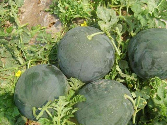 Thị trường - Tiêu dùng - Lão nông trồng "quả mùa hè", kiếm trăm triệu là chuyện thường