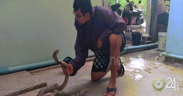 Nín thở xem thanh niên thu phục rắn hổ mang bằng tay không