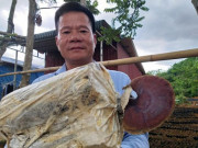 Thị trường - Tiêu dùng - Cất bằng kỹ sư công nghệ thông tin, về núi trồng nấm thành tỷ phú