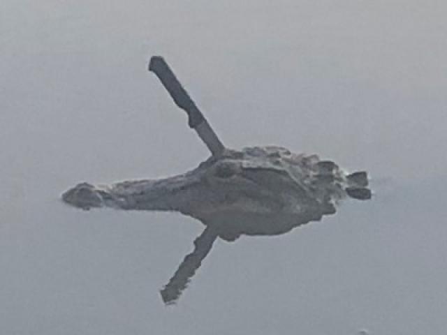 Phi thường - kỳ quặc - Sửng sốt thấy cá sấu bơi với con dao đâm xuyên đầu