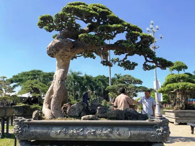 Tin tức trong ngày - Chiêm ngưỡng cây bạch chỉ, duối cổ trị giá gần chục tỉ đồng