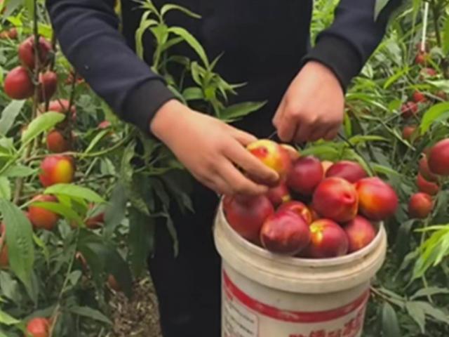 Thị trường - Tiêu dùng - Thảnh thơi phát tài với quả “đào dầu”