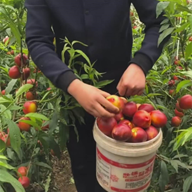 Thảnh thơi phát tài với quả “đào dầu” - 1