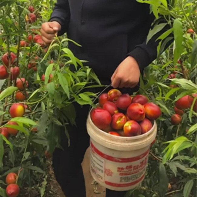 Thảnh thơi phát tài với quả “đào dầu” - 3