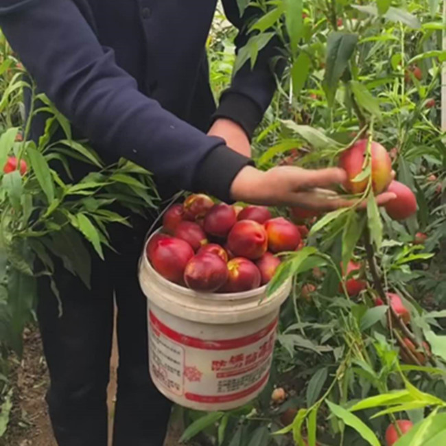 Thảnh thơi phát tài với quả “đào dầu” - 2