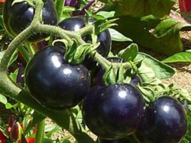 Thị trường - Tiêu dùng - Lai quả này với quả nọ mà hái ra tiền