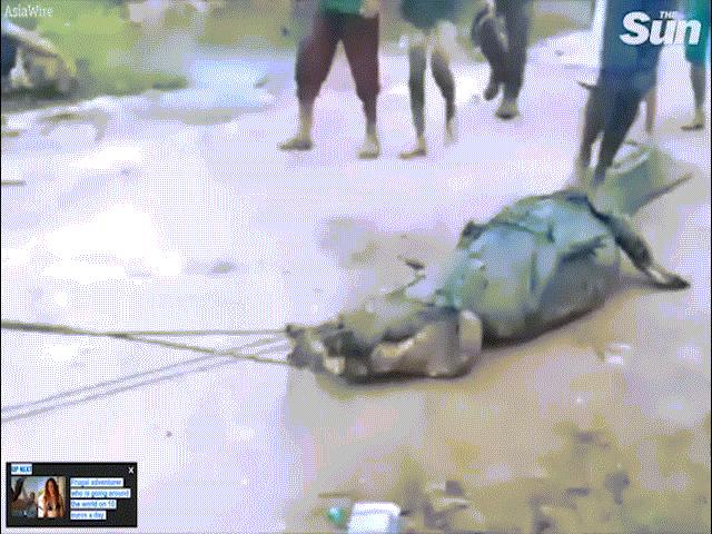 Thế giới - Indonesia: Đau đớn khoảnh khắc lấy thi thể người từ bụng cá sấu