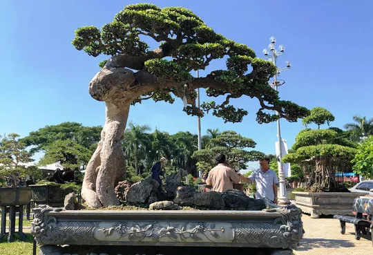 Chiêm ngưỡng cây bạch chỉ, duối cổ trị giá gần chục tỉ đồng - 1