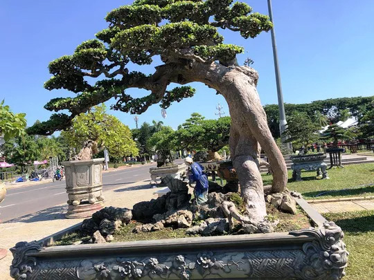 Chiêm ngưỡng cây bạch chỉ, duối cổ trị giá gần chục tỉ đồng - 2