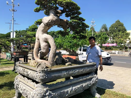 Chiêm ngưỡng cây bạch chỉ, duối cổ trị giá gần chục tỉ đồng - 3