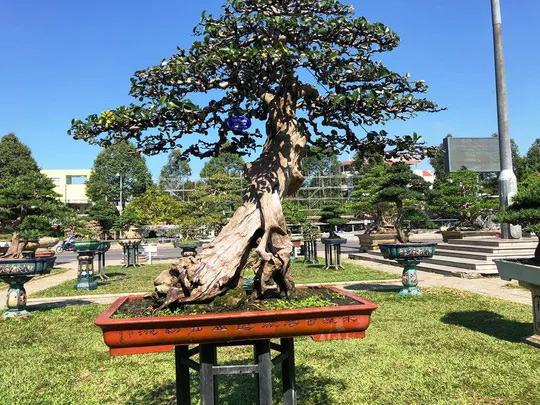 Chiêm ngưỡng cây bạch chỉ, duối cổ trị giá gần chục tỉ đồng - 4