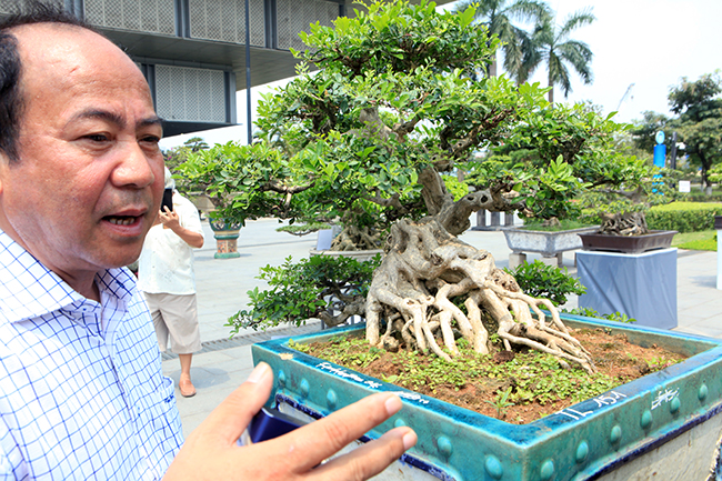 Không chỉ giới chơi cây cảnh trong nước đánh giá cao mà những nghệ nhân người nước ngoài cũng nhận xét đây là tác phẩm tiệm cận bonsai thế giới. Gốc, thân già, thân huyền buông xuống, bông tán bồng bềnh tạo chiều sâu cho tác phẩm.
