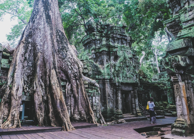 Rễ cây siêu to khổng lồ chăng như mạng nhện nuốt chửng ngôi đền cổ - 7