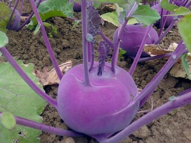 Thị trường - Tiêu dùng - Nhiều người thường nhớ nhầm xuất xứ của những mặt hàng này, còn bạn thì sao?