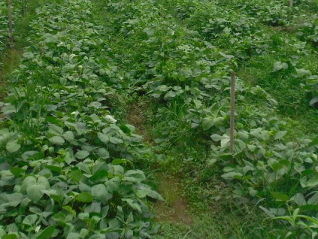 Thị trường - Tiêu dùng - Chán kinh doanh quay sang làm nông nghiệp vẫn kiếm tiền tỷ đều đều