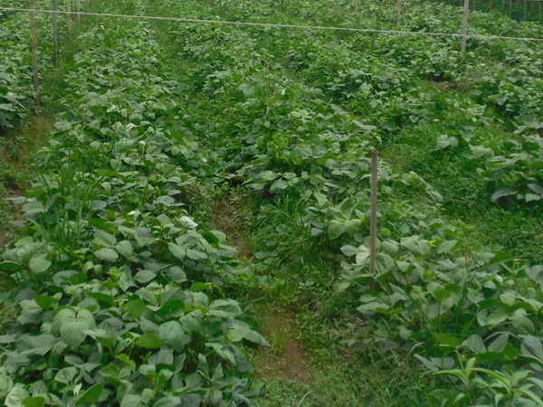 Chán kinh doanh quay sang làm nông nghiệp vẫn kiếm tiền tỷ đều đều - 2