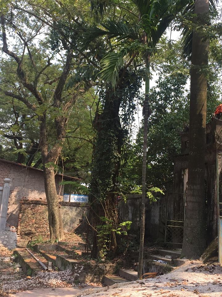Chốt ngày mở bán đấu giá cây sưa quý từng được trả giá trăm tỷ - 1