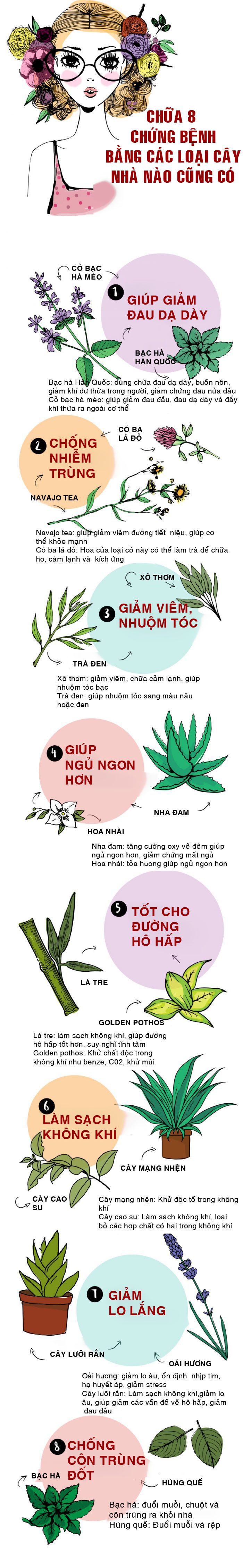 Chữa 8 chứng bệnh hay gặp bằng những loại cây nhà nào cũng có - 1