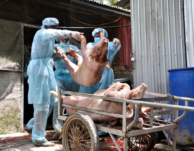 Giá heo hơi hôm nay: ĐBSCL tăng đột biến rồi trồi sụt thất thường - 2