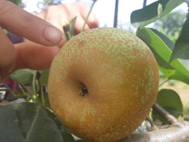 Thị trường - Tiêu dùng - Vườn lê độc nhất ở Mộc Châu: Quả to lại sai trĩu trịt, bán giá cao