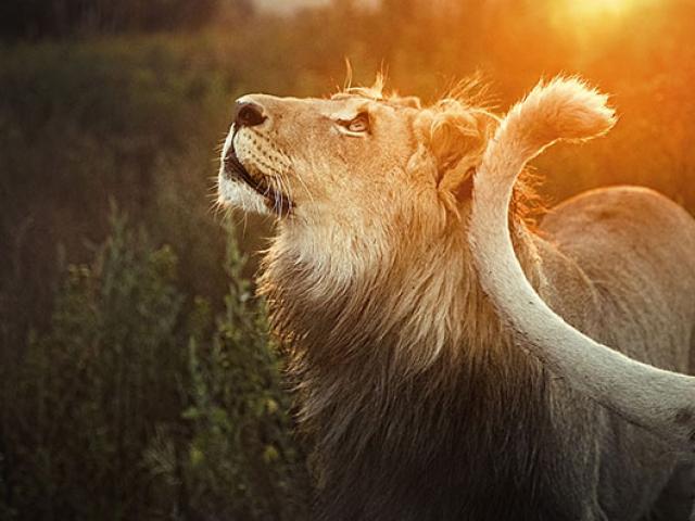 Media - Nhân viên khu bảo tồn Nam Phi vuốt ve sư tử như mèo con