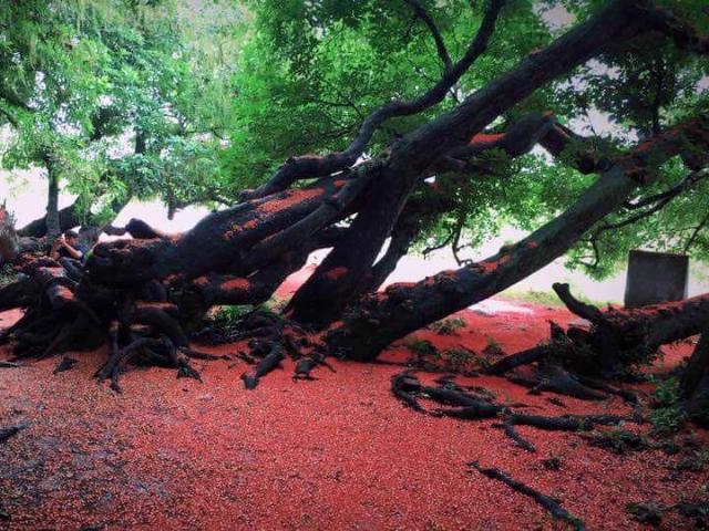 Tin tức trong ngày - Chiêm ngưỡng sắc đỏ tuyệt đẹp của hoa lộc vừng ngàn năm tuổi ở gò Vình