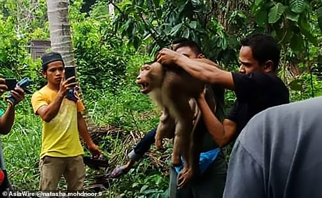 Malaysia: Khỉ nổi điên cắn chết chủ khi bị ép làm việc - 1