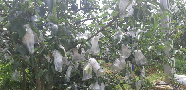 Vườn lê độc nhất ở Mộc Châu: Quả to lại sai trĩu trịt, bán giá cao - 2