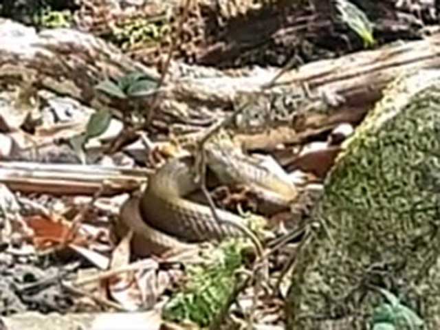 Khiếp vía khu rừng lúc nhúc các loài rắn độc trên đỉnh Pu Ta Leng