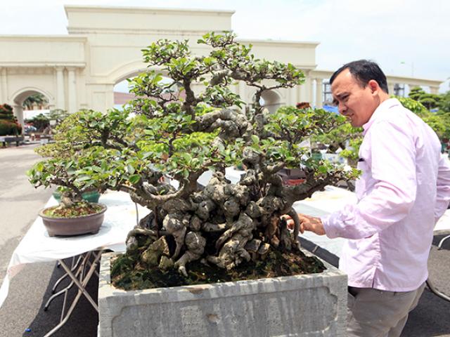 Thị trường - Tiêu dùng - Ngắm kiệt tác si hóa thạch mini giá hơn 10 cây vàng