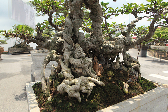 Cây thuộc dòng bonsai nhỏ nhưng có gốc lớn, nổi những u cục tứ diện.