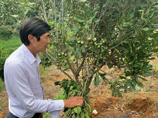 Thị trường - Tiêu dùng - Trang trại "khổng lồ" trồng cây ra hạt ví như “hoàng hậu” quả khô