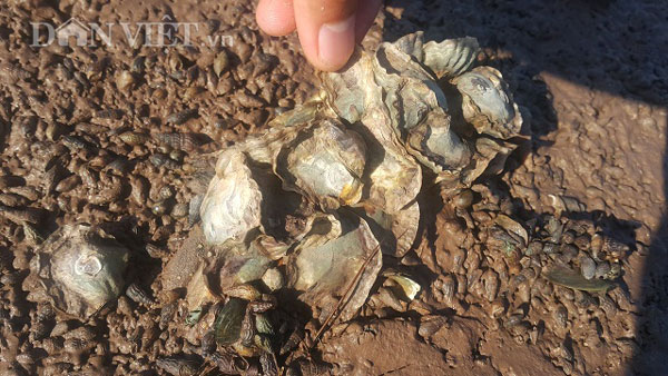 Nam Định: Chị em đội nắng 40 độ, săn con tốt cho sinh lý đàn ông - 2