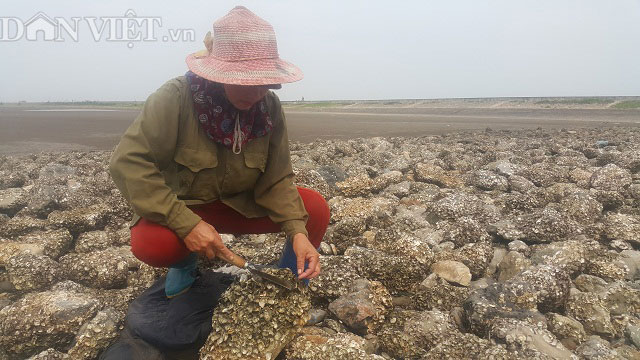 Nam Định: Chị em đội nắng 40 độ, săn con tốt cho sinh lý đàn ông - 3