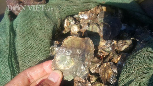 Nam Định: Chị em đội nắng 40 độ, săn con tốt cho sinh lý đàn ông - 5